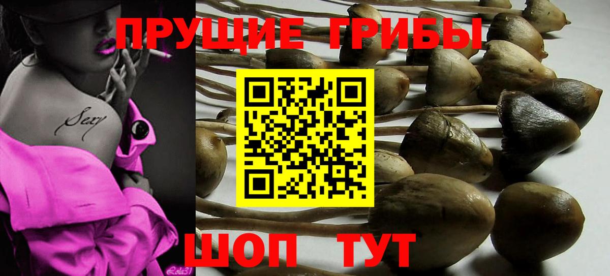 Псилоцибиновые грибы GOLDEN TEACHER Тимашёвск